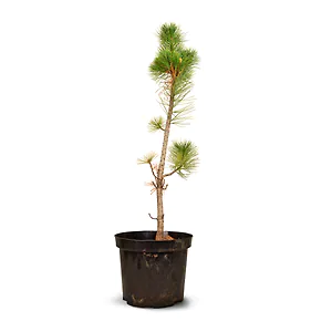 Zirbenbaum im Topf, ca. 70-90cm (GIGA) - Zirbenbaum aus &Ouml;sterreich | jung, fr...