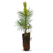 Zirbelino-B&auml;umchen 20-25cm (XL) - Zirbenbaum aus &Ouml;sterreich | jung, frisch, l...