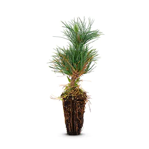 Zirbelino-B&auml;umchen 15-20cm (L) - Zirbenbaum aus &Ouml;sterreich | jung, frisch, le...