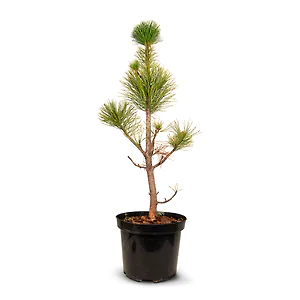 Zirbenbaum im Topf, ca. 50-70cm (ULTRA+) - Zirbenbaum aus &Ouml;sterreich | jung, ...