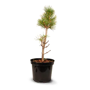 Zirbenbaum im Topf, ca. 30-50cm (ULTRA) - Zirbenbaum aus &Ouml;sterreich | jung, f...
