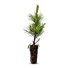 Zirbelino-B&auml;umchen 30-35cm (XXL) - Zirbenbaum aus &Ouml;sterreich | jung, frisch, lebend - f&uuml;r den Garten oder Balkon im Topf