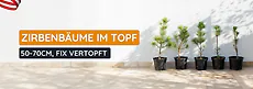 Junge Zirbenb&auml;ume