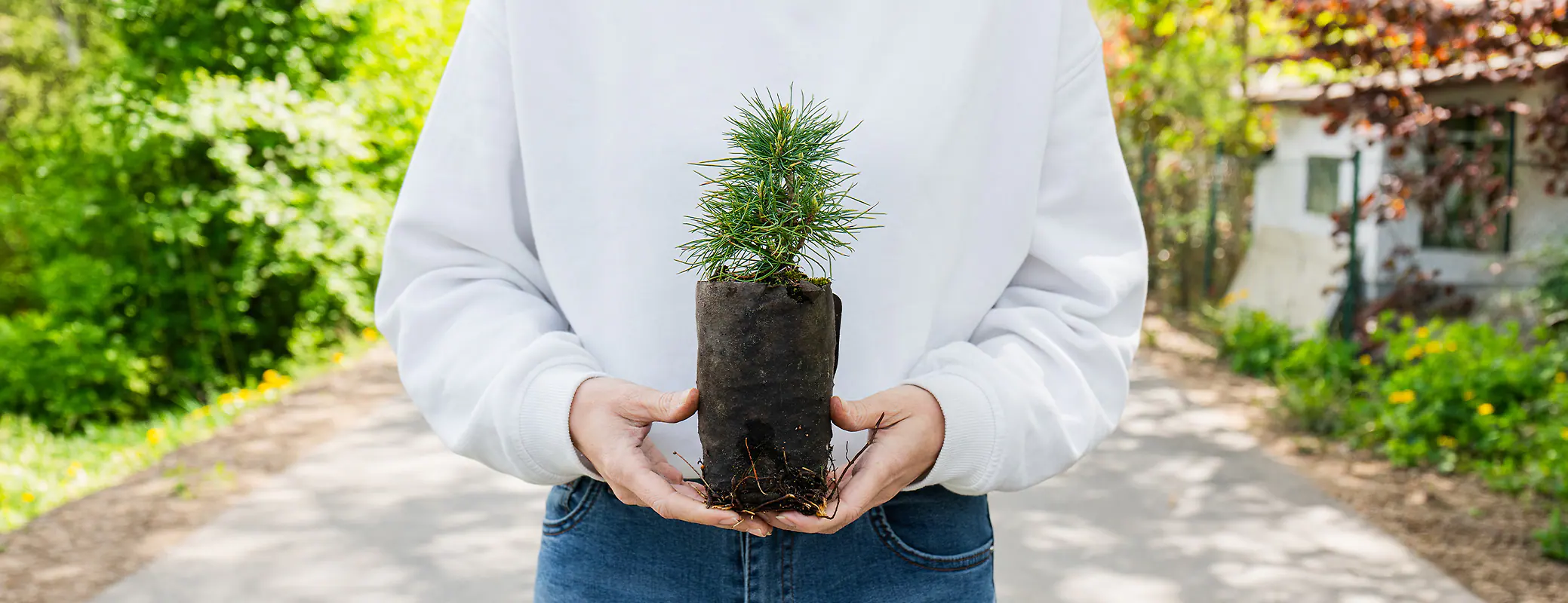 Eine Frau h&auml;lt einen jungen Zirbenbaum im Topf.