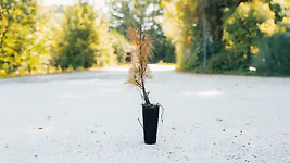 Zirbelino-Notfallb&auml;umchen - Rettet eine kleine Zirbe! - Zirbenbaum aus &Ouml;sterr...