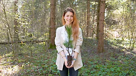 Zirbelino-B&auml;umchen 40-45cm (MEGA) - Zirbenbaum aus &Ouml;sterreich | jung, frisch,...