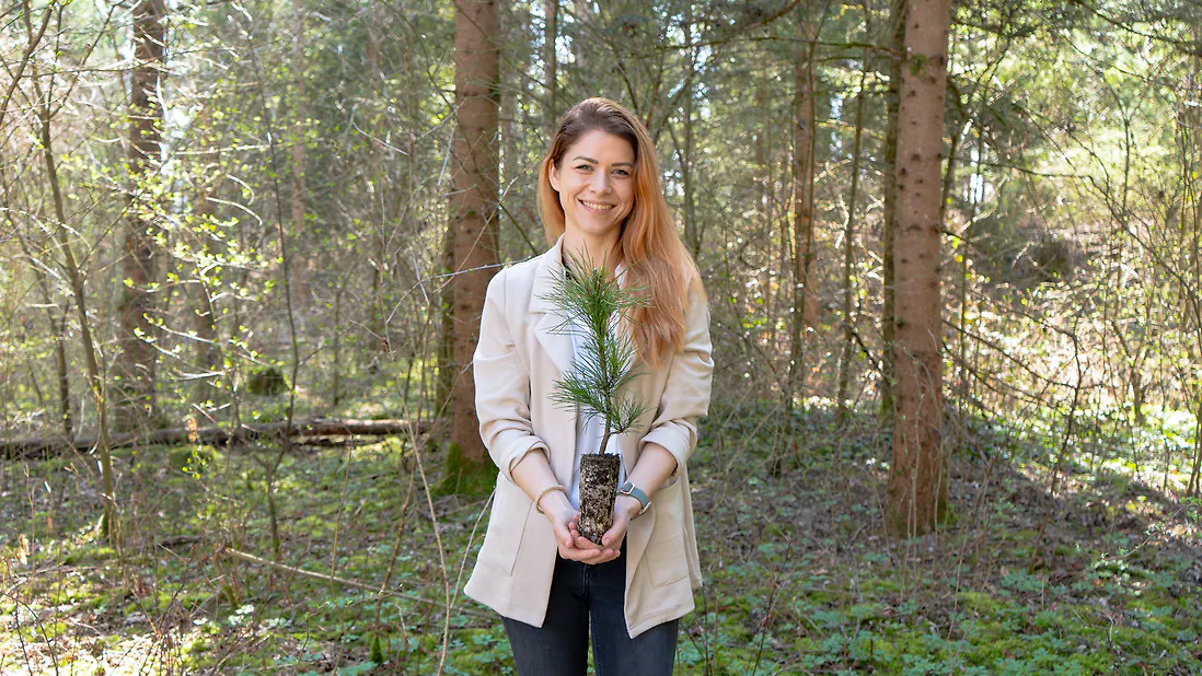 Zirbelino-Bäumchen 30-35cm (XXL) - Zirbenbaum aus Österreich | jung, frisch, lebend - für den Garten oder Balkon im Topf