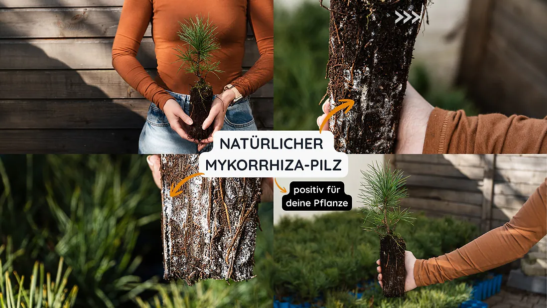 Zirbelino-Bäumchen 10-15cm (M) - Zirbenbaum aus Österreich | jung, frisch, lebend - für den Garten oder Balkon im Topf