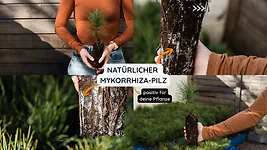 Zirbelino-B&auml;umchen 15-20cm (L) - Zirbenbaum aus &Ouml;sterreich | jung, frisch, le...
