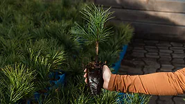 Zirbelino-B&auml;umchen 10-15cm (M) - Zirbenbaum aus &Ouml;sterreich | jung, frisch, le...