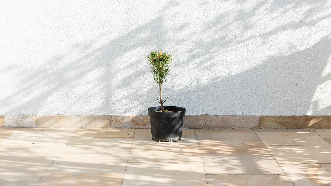 Zirbenbaum im Topf, ca. 30-50cm (ULTRA) - Zirbenbaum aus &Ouml;sterreich | jung, frisch, lebend - f&uuml;r den Garten oder Balkon
