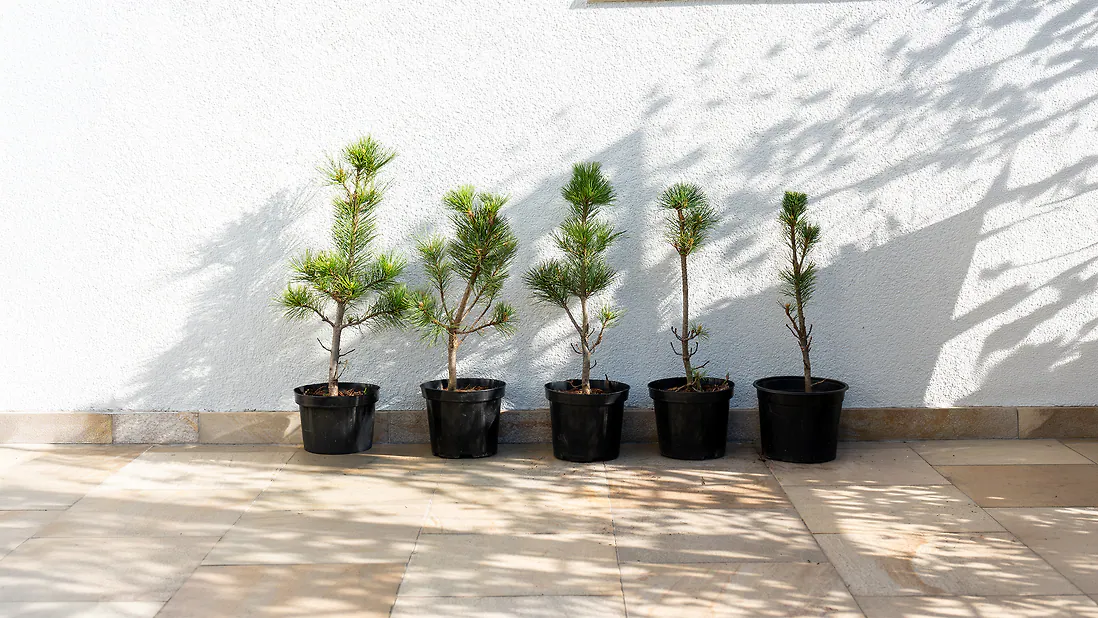 Zirbenbaum im Topf, ca. 50-70cm (ULTRA+) - Zirbenbaum aus &Ouml;sterreich | jung, frisch, lebend - f&uuml;r den Garten oder Balkon