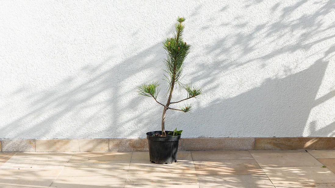 Zirbenbaum im Topf, ca. 70-90cm (GIGA) - Zirbenbaum aus &Ouml;sterreich | jung, frisch, lebend - f&uuml;r den Garten oder Balkon