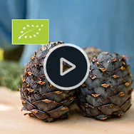 1kg Bio Zirbenzapfen Ernte 2026, frisch gepfl&uuml;ckt | vakuumiert + EINGEFROREN ...