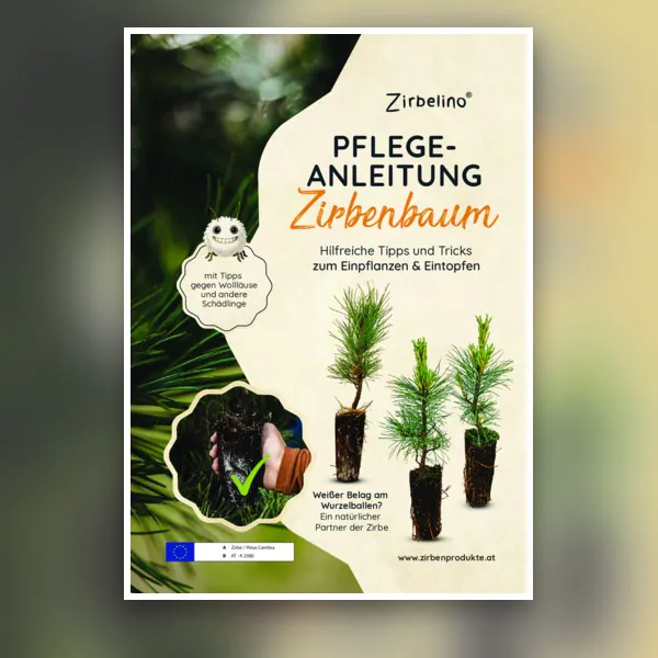 Pflegeanleitung f&uuml;r Zirbenb&auml;ume