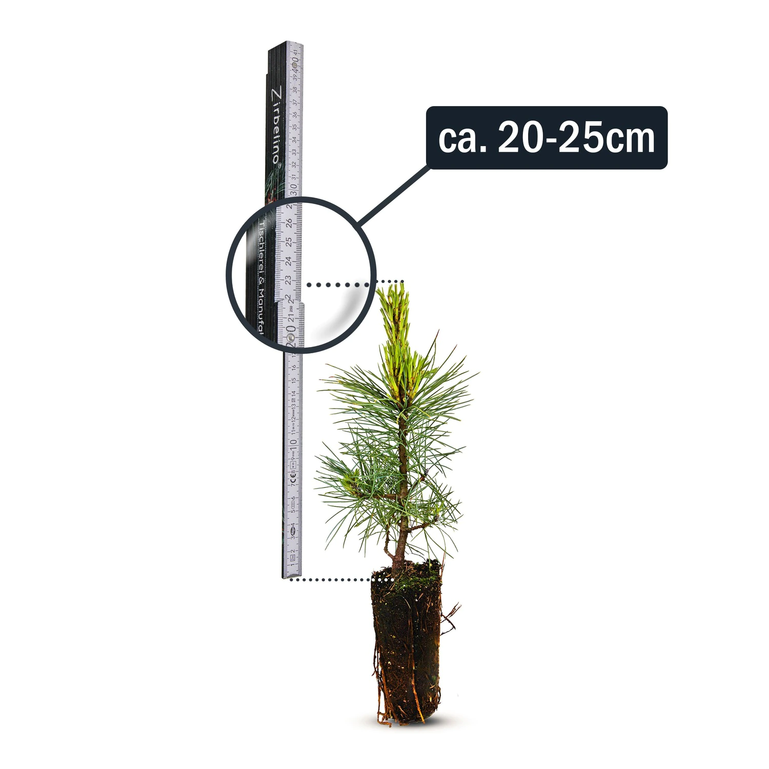 Zirbelino-Bumchen 20-25cm (XL) - Zirbenbaum aus sterreich | jung, frisch,  lebend - fr den Garten oder Balkon im Topf  Zirbenshop Pflanzenhof