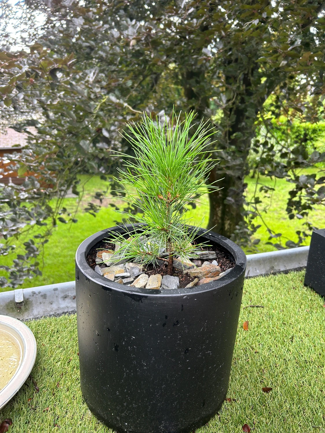Zirbelino-Bumchen 20-25cm (XL) - Zirbenbaum aus sterreich | jung, frisch,  lebend - fr den Garten oder Balkon im Topf  Zirbenshop Pflanzenhof