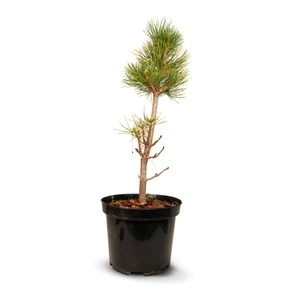 Zirbenbaum im Topf, ca. 30-50cm (ULTRA) - Zirbenbaum aus &Ouml;sterreich | jung, f...