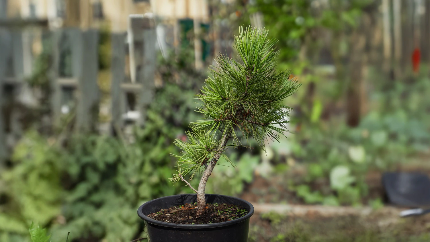 Zirbelino-Bumchen 30-35cm (XXL) - Zirbenbaum aus sterreich | jung,  frisch, lebend - fr den Garten oder Balkon im Topf  Zirbenshop Pflanzenhof