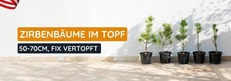 Junge Zirbenb&auml;ume