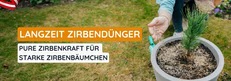 Zirbend&uuml;nger