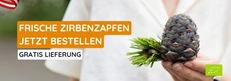 Frische Zirbenzapfen