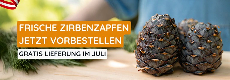 Frische Zirbenzapfen