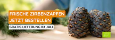 Frische Zirbenzapfen