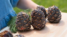 1kg Bio Zirbenzapfen Ernte 2026, frisch gepfl&uuml;ckt | ca. 14-18 Stk. per Kilo