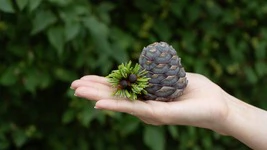 1kg Bio Zirbenzapfen Ernte 2026, frisch gepfl&uuml;ckt | ca. 14-18 Stk. per Kilo